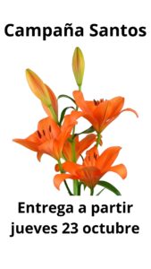 Lilium la akron (naranja)