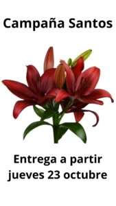 Lilium l.a corleone (rojo)