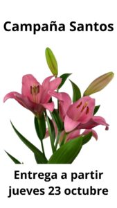 Lilium l.a brindisi (rosa)