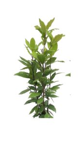 Laurel