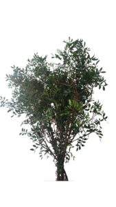 Lentisco