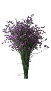Limonium azul