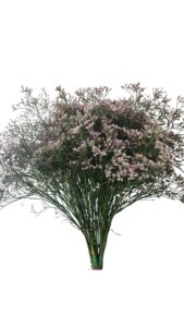 Limonium rosa