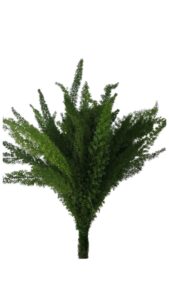 Esparraguera meyeris