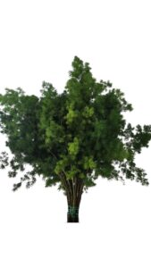 Esparraguera miroclaudio