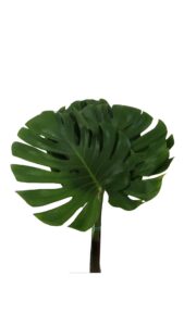 Monstera mediana