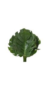 Monstera pequeña