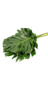 Monstera grande