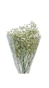 Paniculata ecuador 750 gr