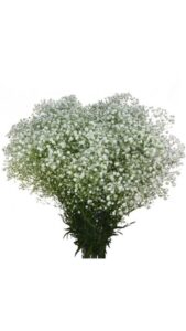 Paniculata mirabella