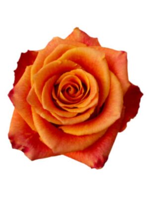 Rosa naranja 60 cm