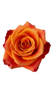 Rosa naranja 50 cm