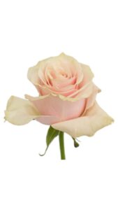 Rosa pink mondial 60 cm