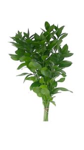 Ruscus extra