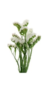 Statice blanco