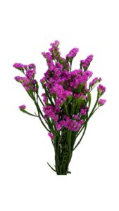 Statice fucsia