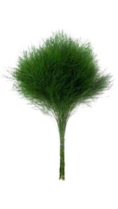 Esparraguera treefern