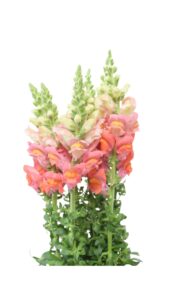 Antirrinum naranja
