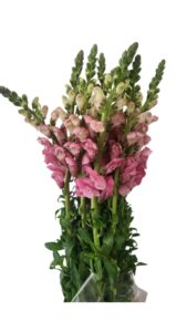 Antirrinum rosa