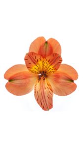Alstroemeria colombiana naranja