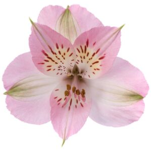 Alstroemeria colombiana rosa
