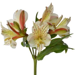 Alstroemeria colombiana crema