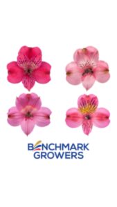 Alstroemeria colombiana fucsia