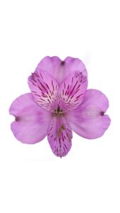 Alstroemeria colombiana malva