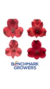 Alstroemeria colombiana roja