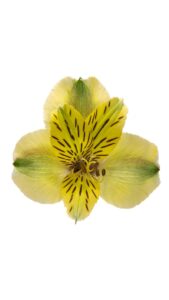 Alstroemeria colombiana verde