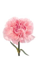 Clavel colombiano rosa