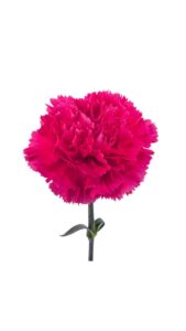 Clavel colombiano fucsia