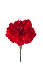 Clavel colombiano rojo