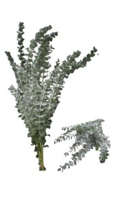 Eucalipto cinerea nevado 300 gr