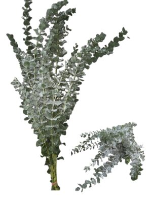 Eucalipto cinerea nevado 300 gr