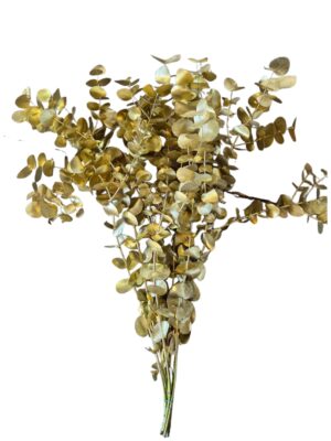 Eucalipto dorado 300 gr