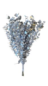 Eucalipto plateado 300 gr