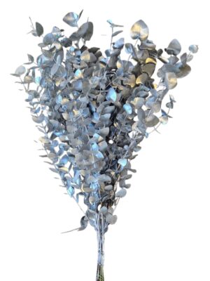 Eucalipto plateado 300 gr