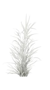 Grevillea blanca 250 gr