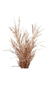 Grevillea cobre 250gr