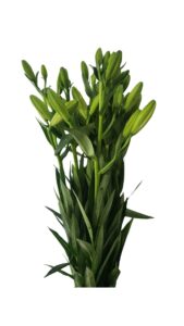 Lilium asiático rosa