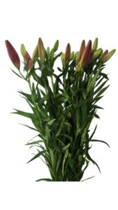 Lilium asiático rojo