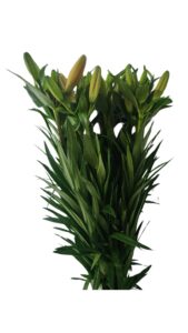 Lilium asiático salmón