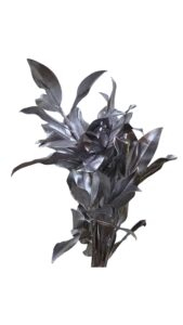 Magnolio plata 300 gr