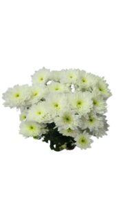 Margarita euro blanca