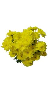 Margarita euro amarilla