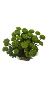 Margarita feeling green