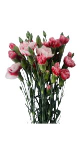 Mini clavel bicolor roja