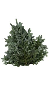 Nobilis witband 5 kg