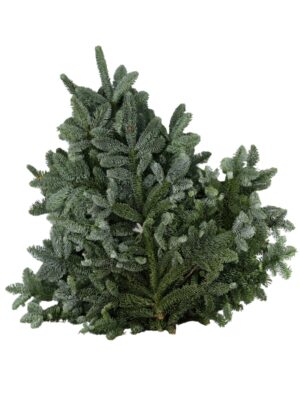 Nobilis witband 5 kg